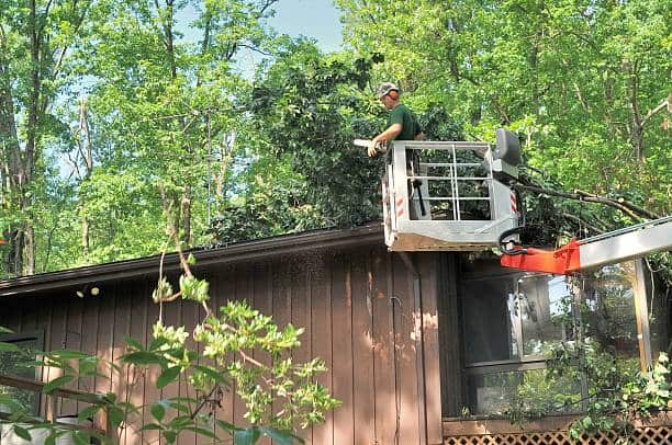 Eaddy's crew working on a tree job