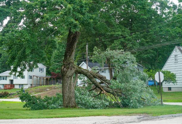 Emergency tree removal