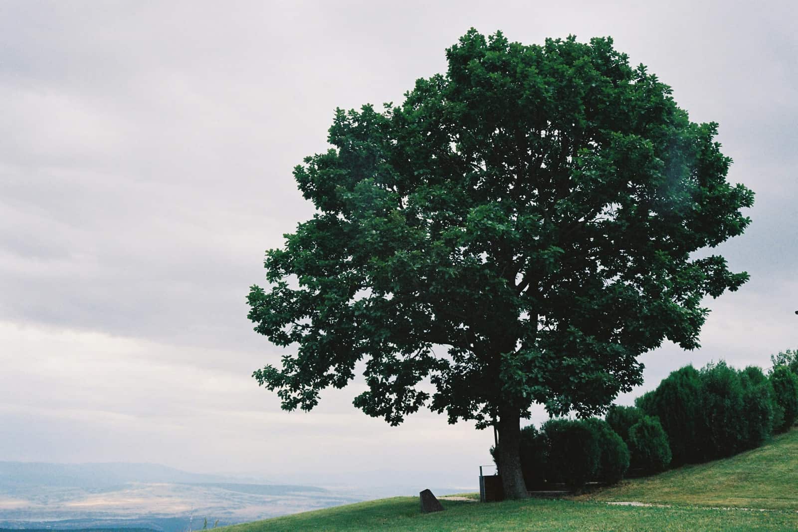 Tree health services and structural cabling