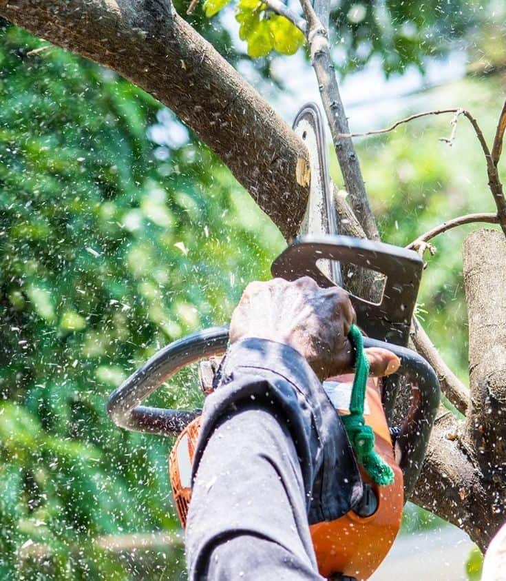 Eaddy's Tree Specialists owner